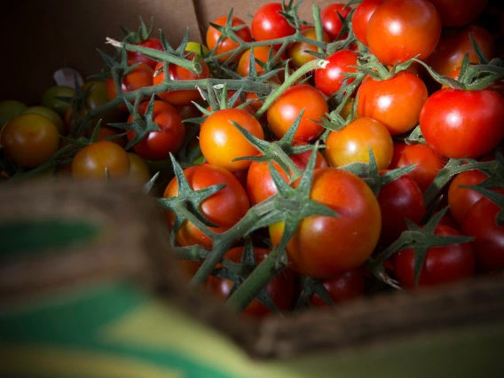 Several tomatoes