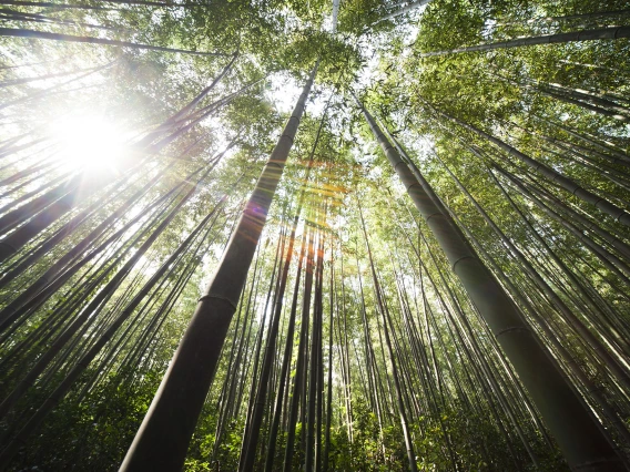 Bamboo forest