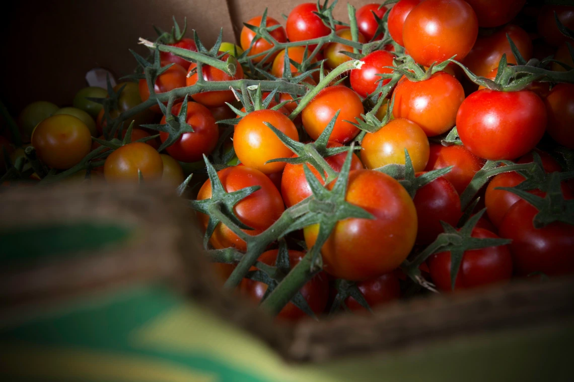 Several tomatoes