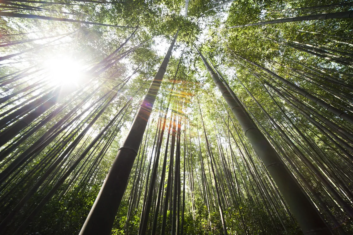 Bamboo forest